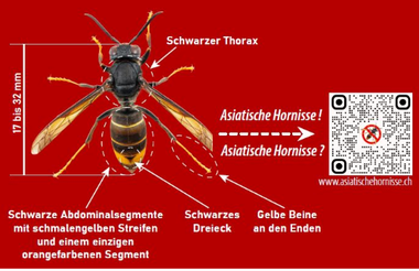 Erstnachweis von Asiatischen Hornissen im Kanton Schaffhausen